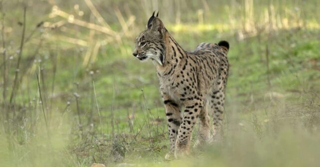 Castilla-La Mancha linces ibéricos Cuenca