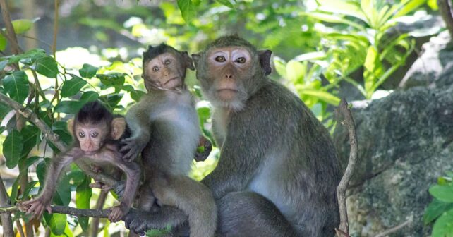 COP16 financiación pérdida biodiversidad