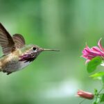 COP16 de la biodiversité: après sa suspension à Cali, elle reprendra les séances au siège de la FAO, à Rome