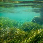 Communauté Valencian: inspecter 50 000 hectares de littoral pour protéger la «Posidonia»