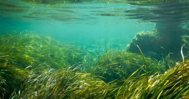 Comunitat Valenciana litoral posidonia