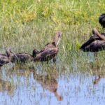 Doñana a une feuille d'eau étendue grâce aux pluies depuis septembre, mais le déficit hydrique persiste