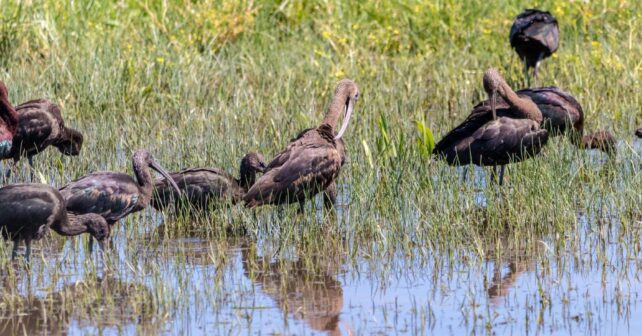 Doñana lluvias septiembre déficit hídrico