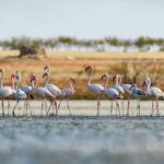 Doñana: de moins en moins d'oiseaux, moins de biodiversité et moins d'eau