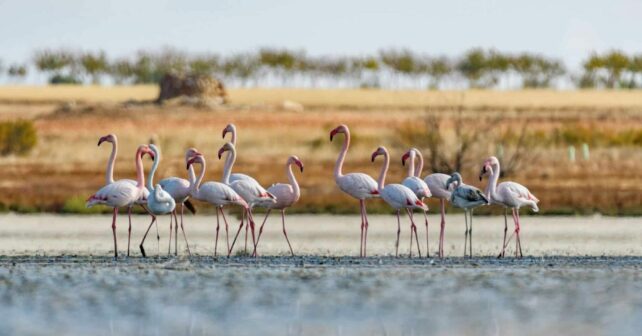 Doñana aves biodiversidad agua