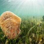 Ils installent des bouées pour indiquer les zones d'exclusion de l'ancre dans le MAR Menor pour la protection de la nacra