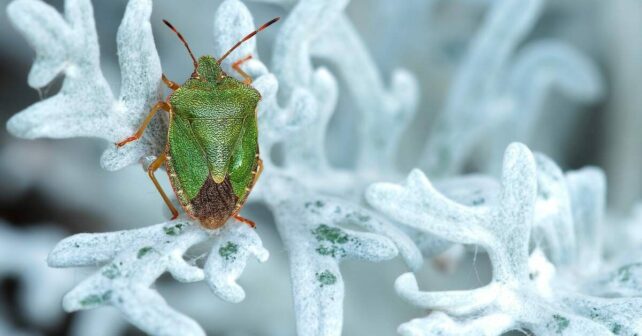 Insectos invierno cambio climático