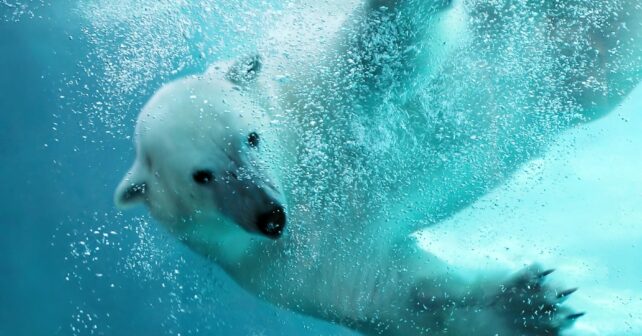 Dia internacional oso polar 2025