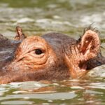 Journée mondiale de l'hippopotame 2025