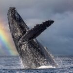 Journée mondiale de la baleine 2025, menacée par la collision avec les navires, la pollution et les effets du changement climatique