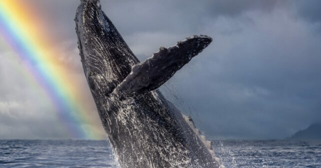 Día Mundial Ballenas 2025 colisión barcos contaminación cambio climático