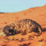 Journée mondiale du pangolin 2025