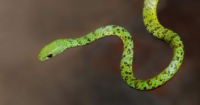 IA mordeduras serpiente muertes anuales