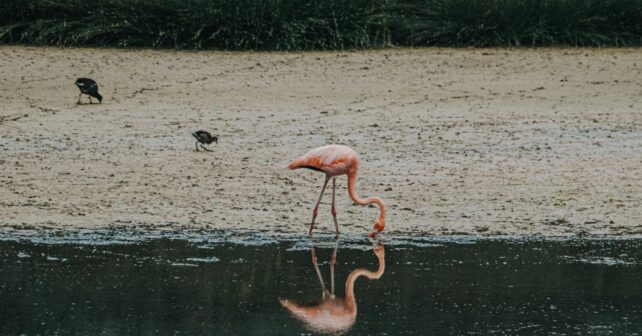 Andalucía Doñana humedales