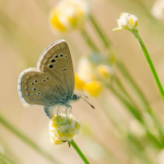 La faune sauvage en Catalogne décompose 28% au cours des deux dernières décennies