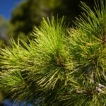 La sécheresse et les agents pathogènes exotiques dans les forêts méditerranéennes réduisent la production de feuilles et de fruits