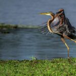 Le Cantabria comprendra le «Parc naturel du Marismas de Santoña» pour faire partie du projet Life + Wetlands