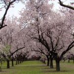 Le conseil municipal de Madrid «  met à jour '' l'almendral du «cinquième des Molinos» pour offrir le spectacle de sa «floraison»