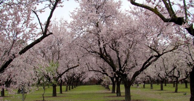 Madrid actualiza almendral Quinta Molinos espectáculo floración