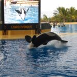 Le «drame» des trois orques vivant en captivité dans le «Loro Parque de Tenerife»