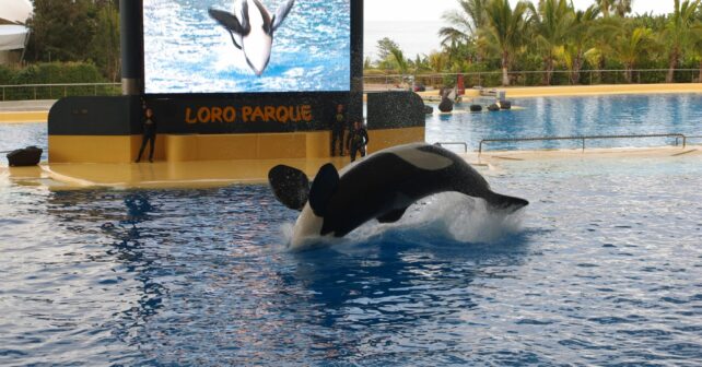 Drama orcas cautividad Loro Parque Tenerife