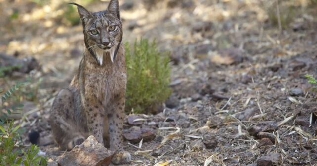 lince ibérico territorios Palencia Cuenca