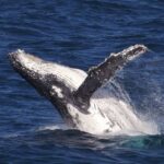 Le «voyage» dangereux des baleines pendant leurs longues migrations