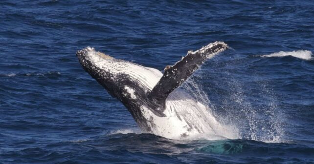 ballenas largas migraciones