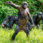 Les «bonobos» surprenants développent des comportements de l'être humain et ici nous vous disons le dernier