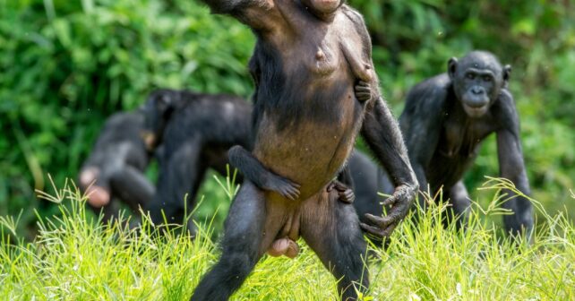 Bonobos ser humano