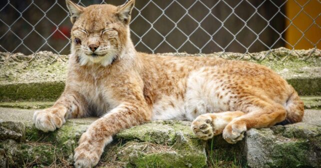 Centro Recuperación Fauna Silvestre Cuenca Fuentenava Jábaga