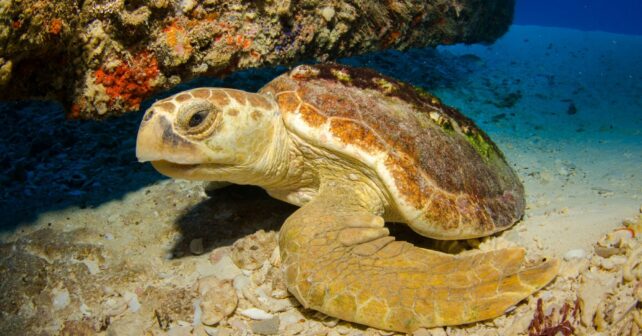 Tortugas bobas Caretta Caretta especies migratorias navegan campo magnético Tierra