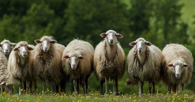 virus lengua azul afecta rumiantes domésticos salvajes