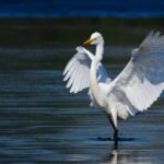 OK de Doñana au projet de biodiversité et de restauration écologique dans la succession «los mimbral»