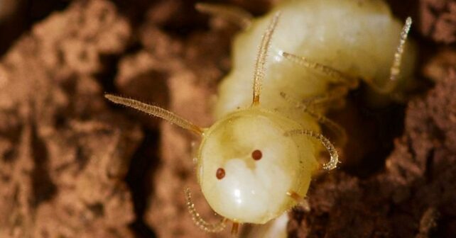 larvas mosca azul imitar rasgos olor infiltrarse termitero