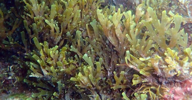 Proyecto USC alga asiática invasora costa gallega