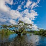 Quelles «activités» menacent les mangroves de l'Équateur