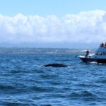 Rencontrez les femmes sauvant les baleines en Californie