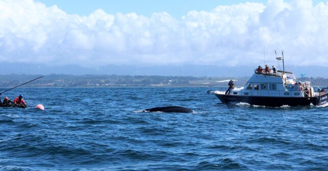 Photo gracieuseté de Marine Life Studies