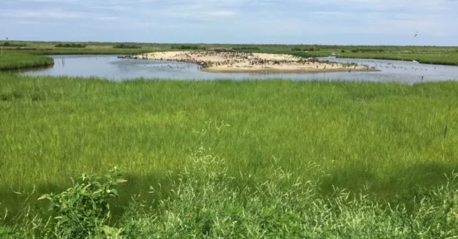 Birds Wade dans les eaux marécageuses au large de l'île Poplar