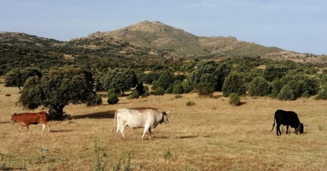 Sierra Madrid ejemplo coexistencia ganadería extensiva fauna silvestre