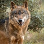 De demain, le «loup» passera de «strictement protégé» à «protégé» dans l'UE, … et le loup ibérien en Espagne?