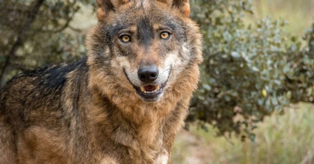 Lobo estrictamente protegido UE lobo ibérico España