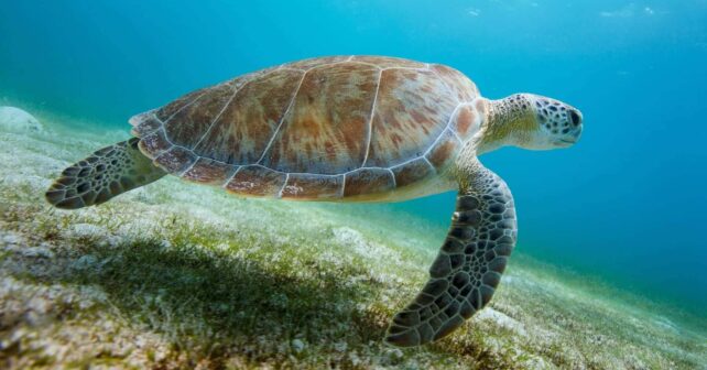 Liberan tortugas boba recuperadas Murcia