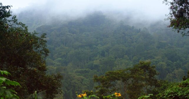 Antes pensaba ser humano vivió selvas tropicales africanas