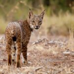 Iberian Lince Center La Olivilla: La «saison» est inaugurée avec une livraison de 3 chiots