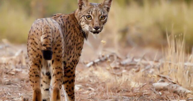 Centro Cría Lince Ibérico Olivilla parto 3 cachorros