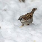 Journée mondiale de la faune 2025: Treparriscos, Pechiazul et Alpine Sparrow, «bioindicateurs» de la progression du chauffage mondial