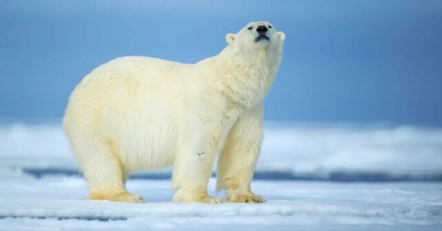 Ártico derrite clima mundo