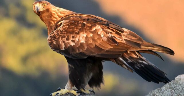 Galicia directiva aves silvestres preservarlas